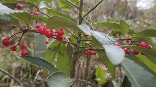 竹林里发现漂亮的野果