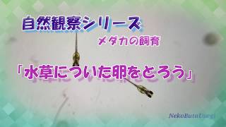 「水草についたメダカの卵をとろう」【メダカの飼育】【自然観察】【理科】【自由研究】