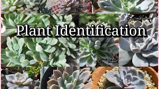 Plant Identification Part I + 700 subscribers ? Thank yo so much