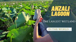 The largest wetland in the world is in Iran ، Anzali lagoon