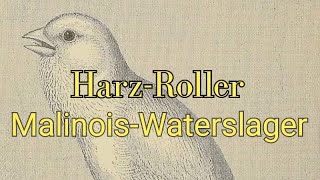 El canario Harz Roller y el Malinois Waterslager. @pajarosdeazucar1160