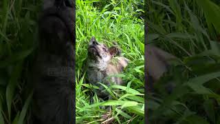 Cute tiger stripe pup in the grass #shots #dog #puppy #cute #animals #pets #cutedog #petlove