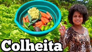 Dia de COLHEITA na nossa horta ORGÂNICA 🥕