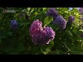 京都・三室戸寺でアジサイ園のライトアップ試験点灯　Illumination test of Hydrangea Garden at Mimurotoji Temple in Kyoto