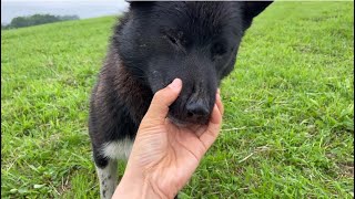 交互におやつをもらうムートンと野犬の大ちゃん  2022.7.9