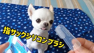 チワワ🐶の歯磨き指サックシリコンブラシ🪥