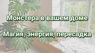 Монстера в Вашем доме. Магия, энергия, пересадка. Грунт и мифы