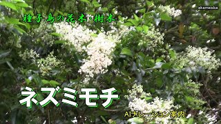 ネズミモチ 穀雨のころ枝先に円錐花序を出し小さい白い花を多数咲かせた開花風景令和6年 AIナレーション案内 - 種子島の花木・樹木