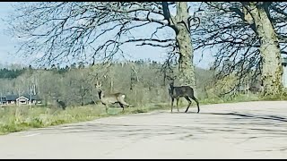 Rådjur / Roe Deer on my Way in Vessigebro