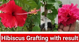 Hibiscus Grafting with result । गुड़हल के पौधे में ग्राफ्टिंग