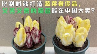 比利时欲打造蔬菜奢侈品，又苦又贵的菊苣，能在中国大卖？