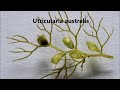 utricularia australis traps a carnivorous plant