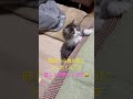 ふーたくん すこてぃっしゅふぉーるど 猫のいる暮らし ねこ ふーたくん ももちゃん ひなちゃん スコティッシュフォールド 新たな家族 可愛い猫 生後2か月