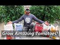 My Secret Recipe to Growing Amazing Tomatoes! / Hydroponic Tomato Farming