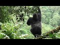 huge silverback gorilla shows gymnastic skills as he climbs a slender tree to get at a food plant.