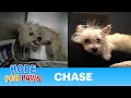 Chase - rescued the day she was scheduled to be euthanized (video By Eldad Hagar).  Please subscribe