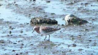 トウネン夏羽　Red-necked Stint