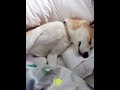 best funny cats 102 and dogs 🐶🐱 part 1633 funnyvideo 2022 funnyvideos funnyanimals