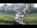 sakura　桜　jazz‐piano　trio