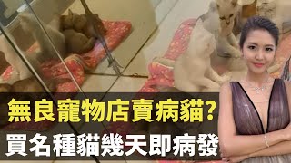 無良寵物店賣病貓? 買名種貓幾天即病發 TVB  東張西望 區永權 陳庭欣