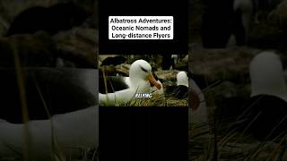 Albatross Adventures: Oceanic Nomads and Long-distance Flyers