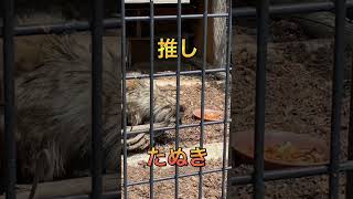 北海道車中泊の旅！帯広動物園の推しはあの動物！意外すぎる！