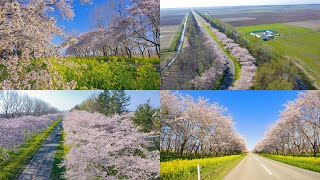 [4K] 八郎潟・桜並木と菜の花ロード（秋田県大潟村）Cherry Blossoms and Rapeseed Blossoms  Road