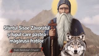 Sfântul Sisoe Zăvorâtul si lupul care păștea măgărușii fraților.