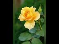 rose flower pictures @artandnaturechannel