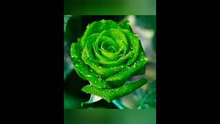 Rose Flower Pictures @artandnaturechannel