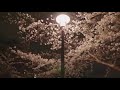 the wi fi と桜。大阪城公園を歩いてみよう＋liveshell x