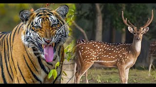 সুন্দরবনের বিখ্যাত চিত্রা হরিণ ।। Greatest Chitra Deer of Sundarban