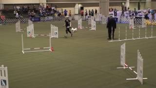 JoJo- 2016 AKC Agility Invitational Round 1