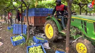 ￼ excellent Fruit management by Ganesh more , अंतिम टप्प्यातील द्राक्षबाग व्यवस्थापन