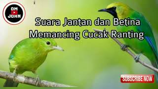 Pancingan burung cucak ranting paling mantap suara jernih