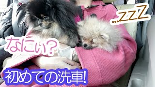 初めての洗車を体験する3歳の成犬と生後4か月の子犬≪ポメラニアン#72≫