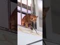 猫 vs ネズミ