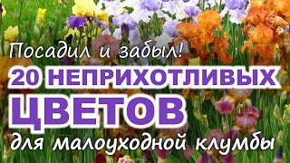 20 неприхотливых ЦВЕТОВ ДЛЯ МАЛОУХОДНОЙ КЛУМБЫ