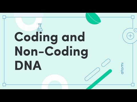 What is a non-coding repetitive DNA sequence at the end of chromosomes?