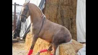 Finca Barroco VK-Pferd, SUNSHINE, Lusitano,VERKAUFT