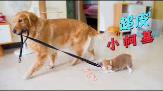 Golden Retriever took the dog leash to go out, but was messed up by Corgi, the scene was so funny!