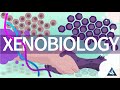 What is Xenobiology?