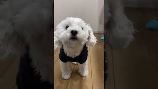 犬の嗅覚テスト #shorts