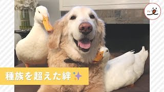 ぼくらは友達🐥🐶 レトリバーとアヒルさん達の種族を超えた友情✨【PECO TV】