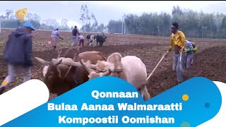 Qonnaan Bulaa Aanaa Walmaraatti Kompoostii Oomishan