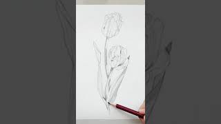 Tulips drawing process