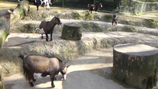 スイス発 ピグミーゴート(山羊)も元気です！～バーゼル動物園にて～ 【スイス情報.com】