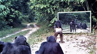 Mother chimpanzee and her child go to mirror training class in which other chimps participate/Gabon