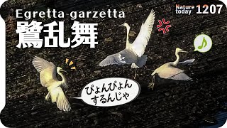 1207【激レア！コサギ乱舞】鳴き声と飛翔。カワセミ捕食にイカルチドリとヨシガモとオカヨシガモ雄雌。小さな猛禽モズやアメリカヒドリ交雑種