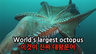 이것이 진짜 대왕문어다 (world's  largest octopus)